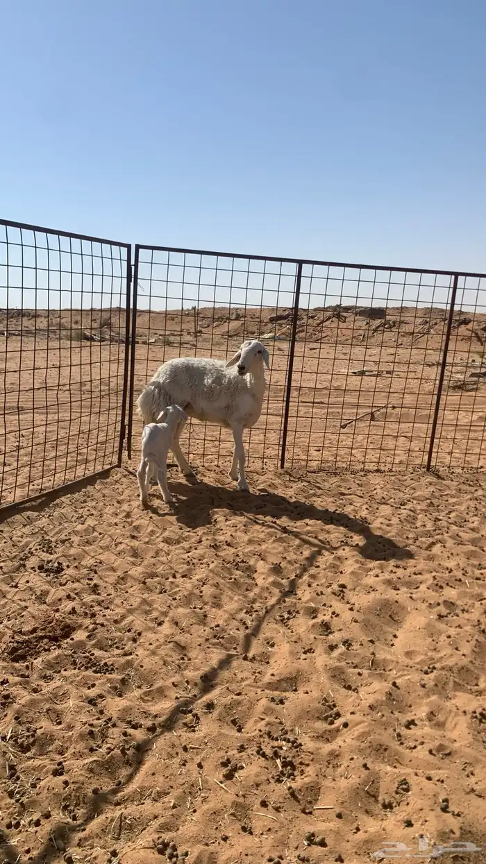 ثنيه والد 1