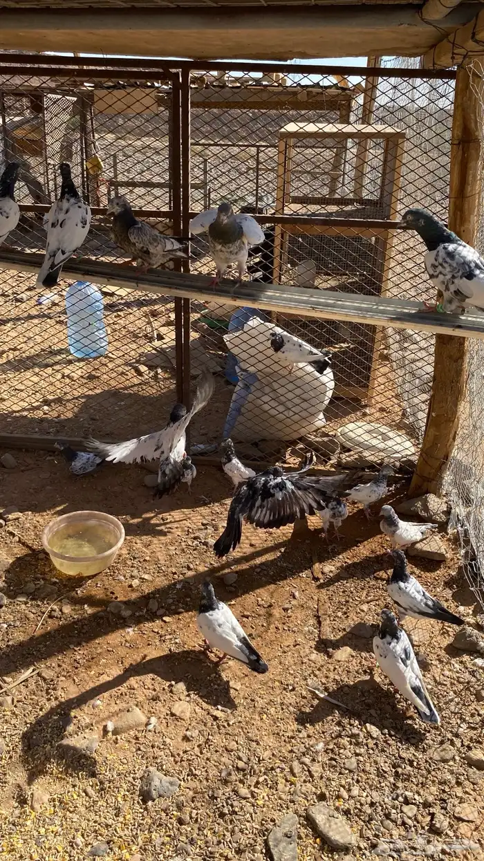 حمام باكستاني 3