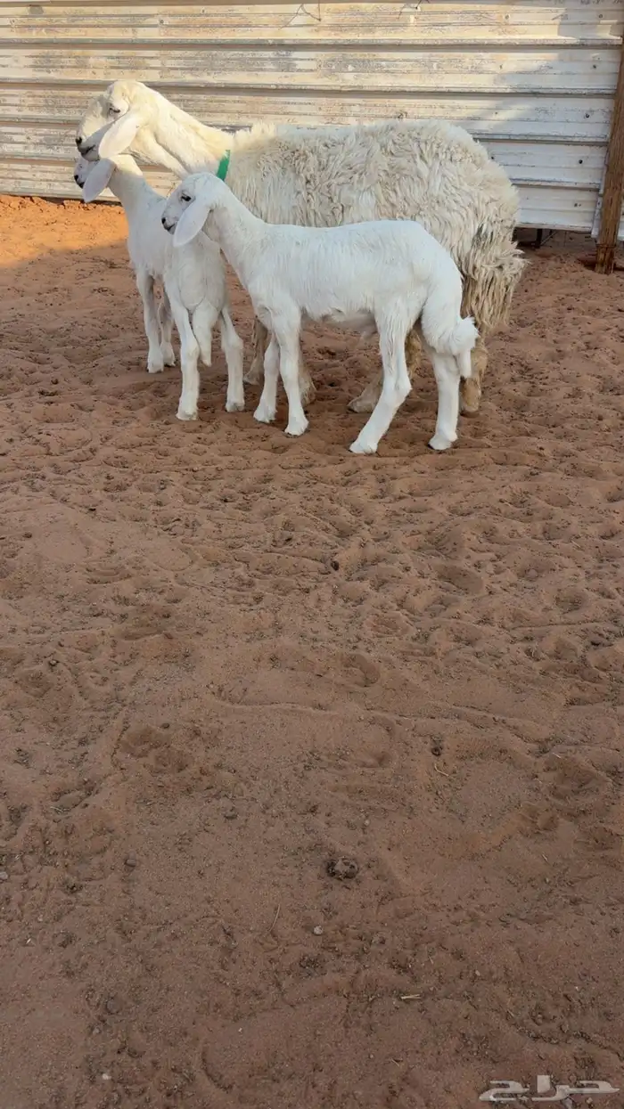 تم البيع 0