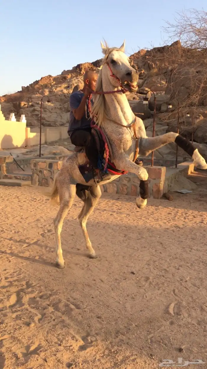 حصان للبيع 4
