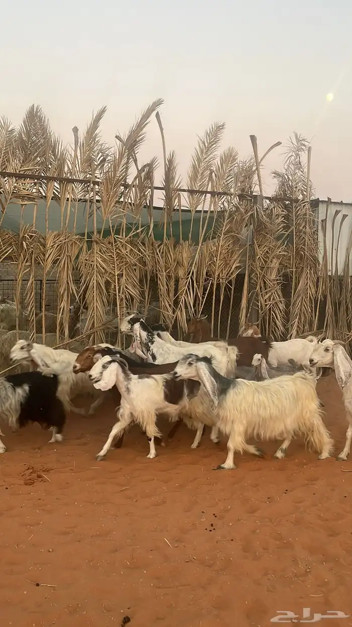 معزاء للبيع متابيع فحلها 2