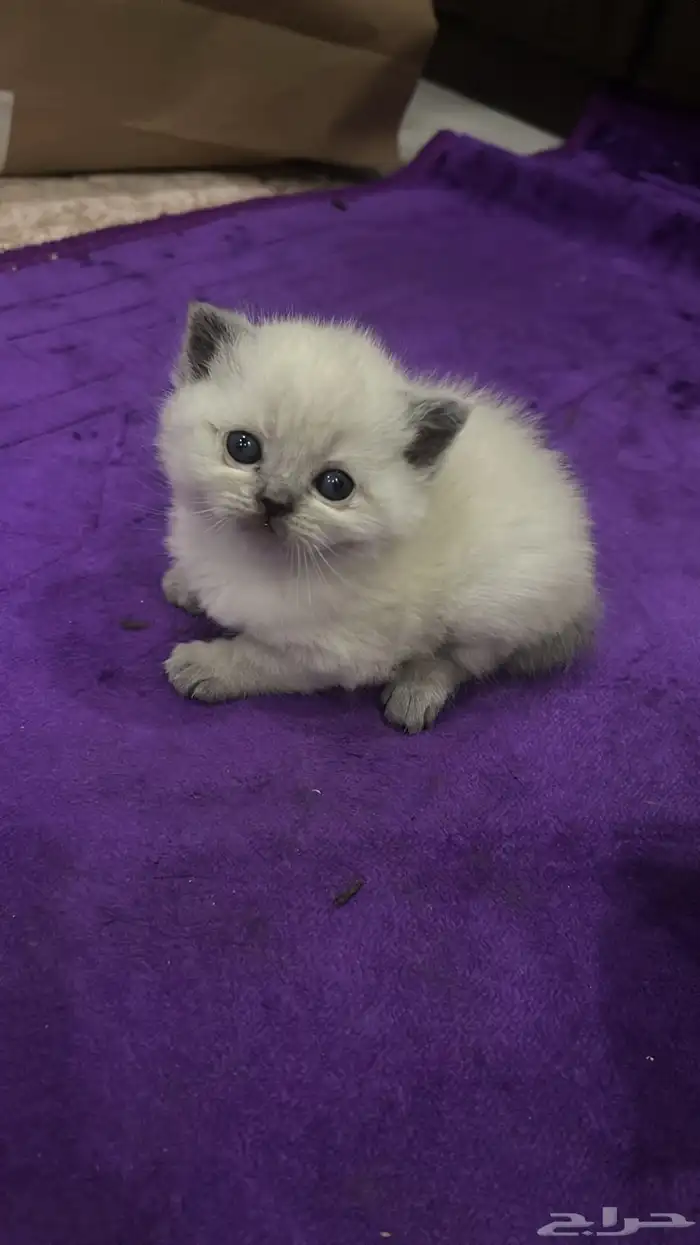 الأم فقط للتبني 2