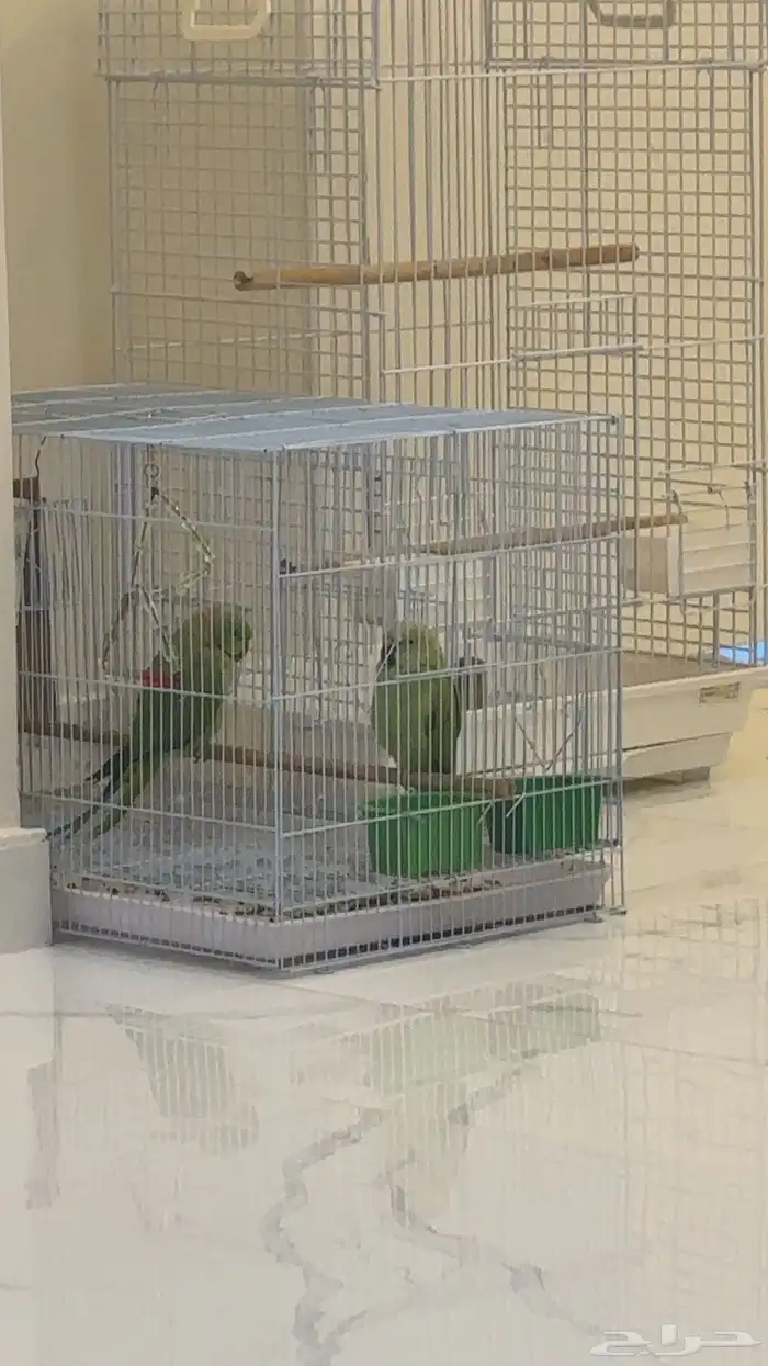ببغاء زوج 1
