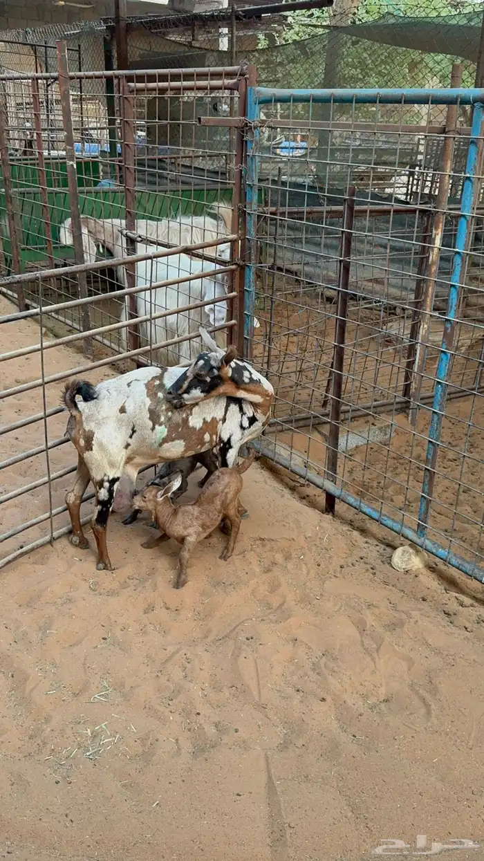 ماعز عمانية متابيع 4