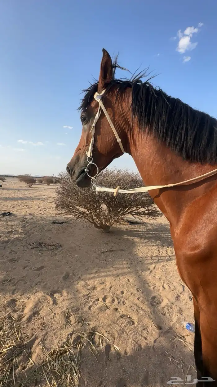 حصان شعبي 4