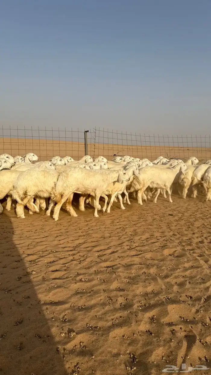 رخال حريات جذعات صنف فاخر للي يبي الزين 8