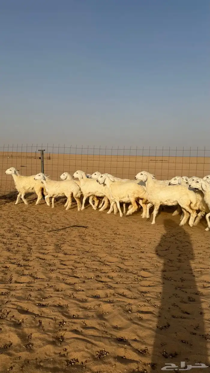 رخال حريات جذعات صنف فاخر للي يبي الزين 2