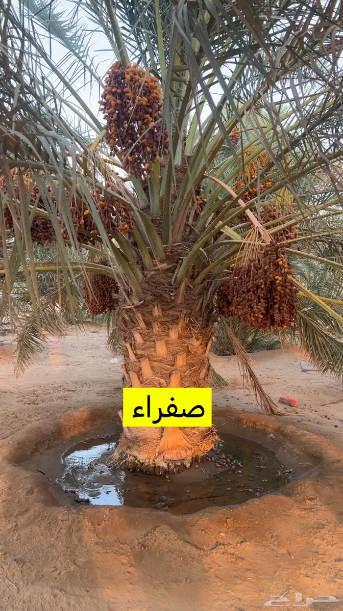 نخل للبيع ببيشة 2