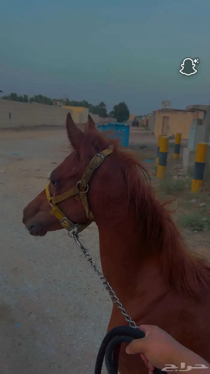 البيع خيل شعبي 0