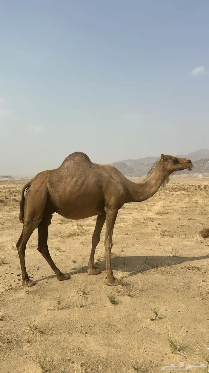 ناقه 2