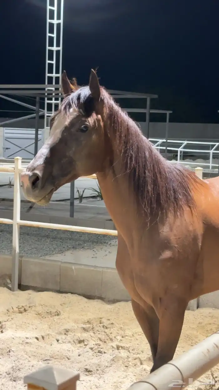 خيل إنجليزي 1