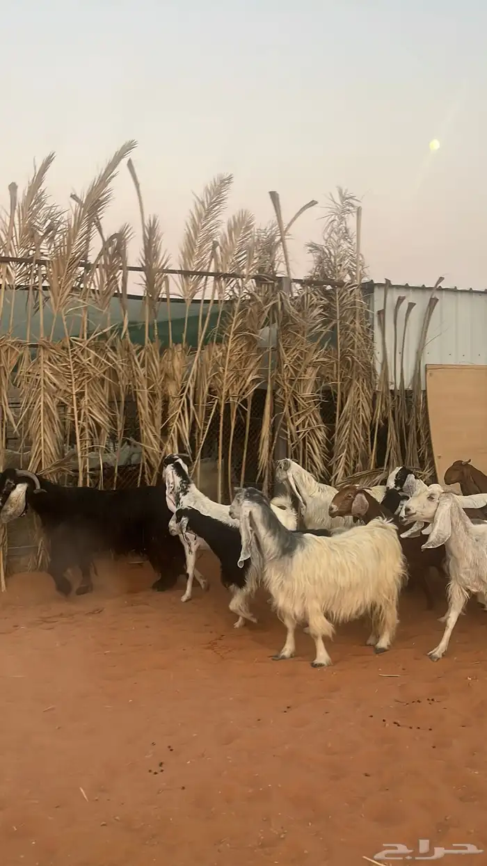 معزاء للبيع متابيع فحلها 3