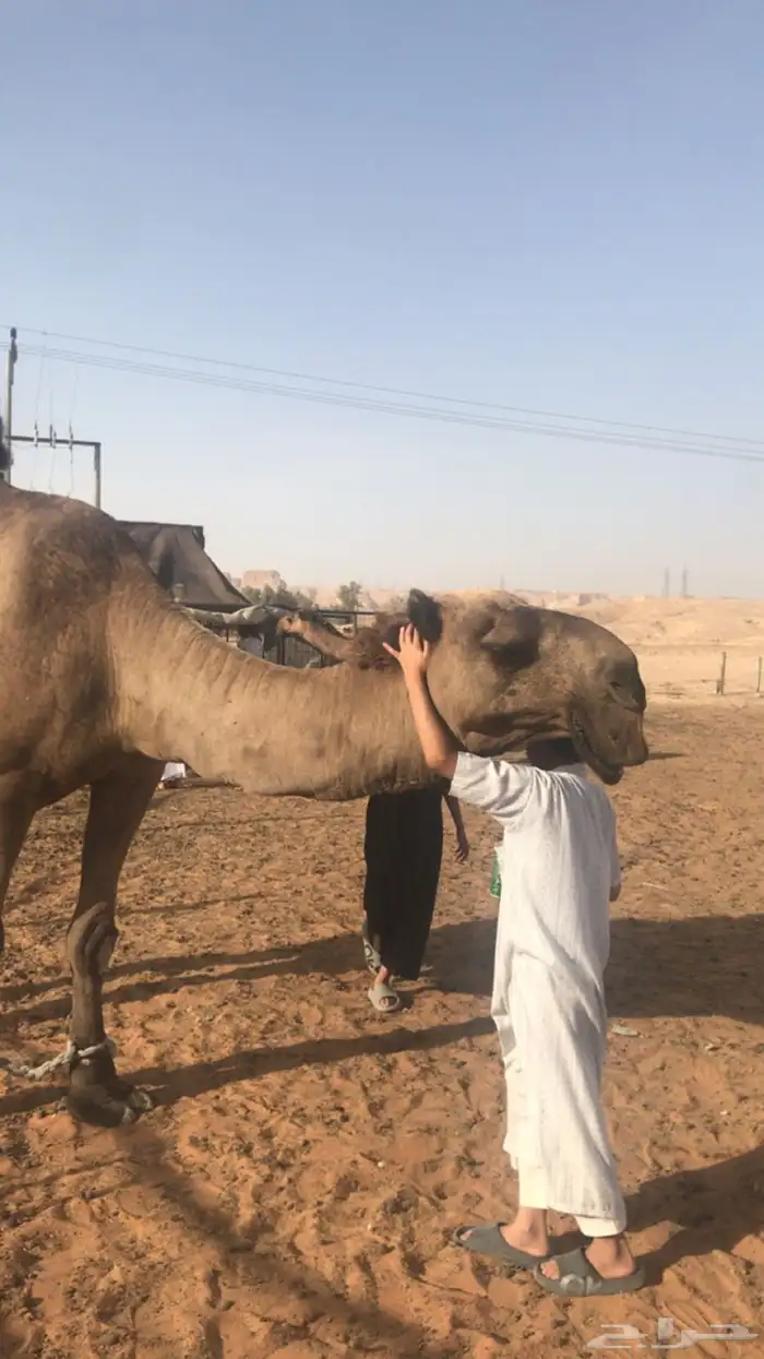 البعير الكفو الاصفر 0