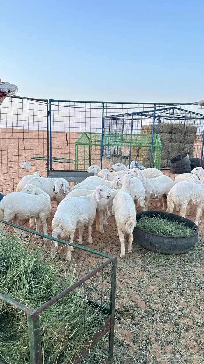 رخال حريه مراح واحد 0