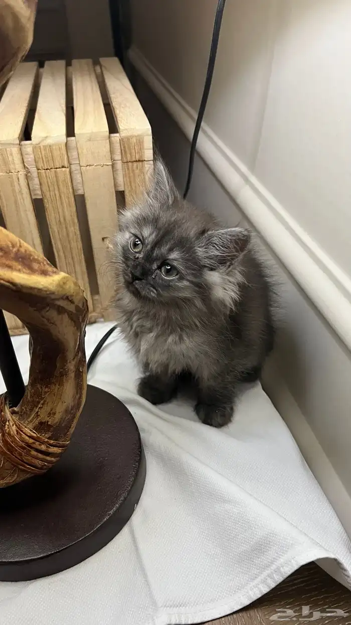 قطه شيرازي 1