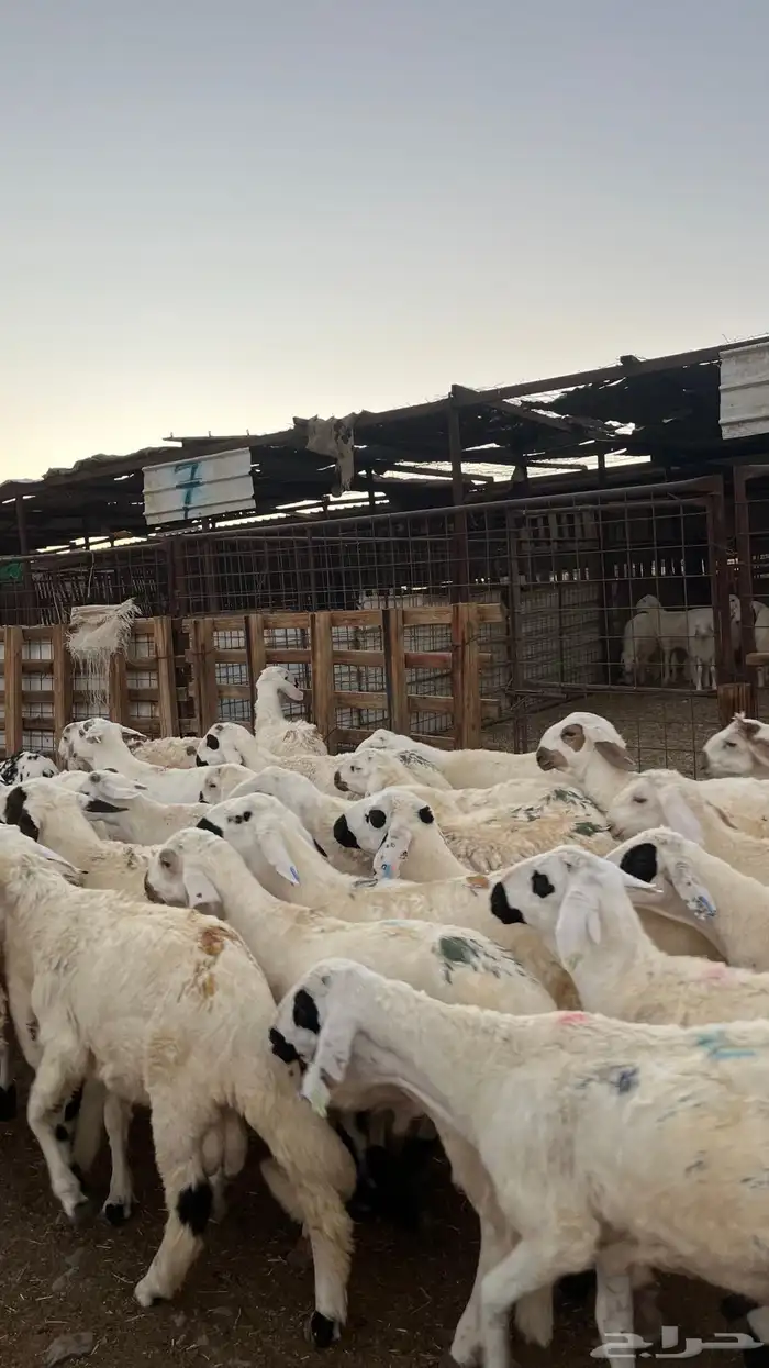 طليان بهم تربيه سواكني دمازين شبيه الحري 3