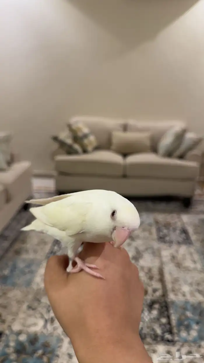 انثى روز 3