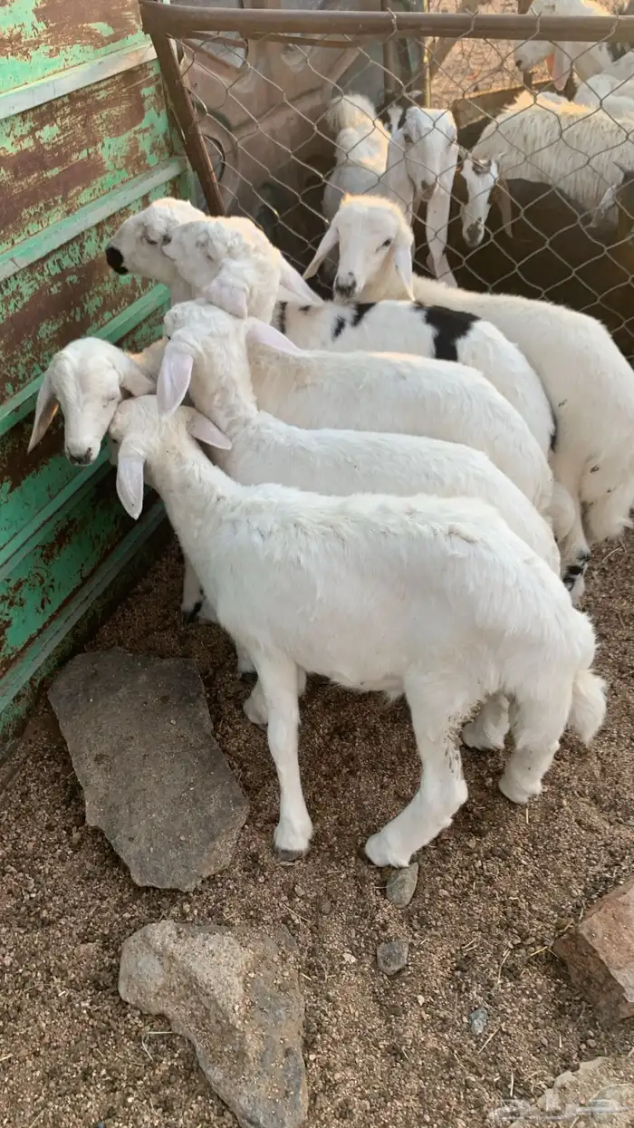 خرفان كفووو سعاره مناسب 2