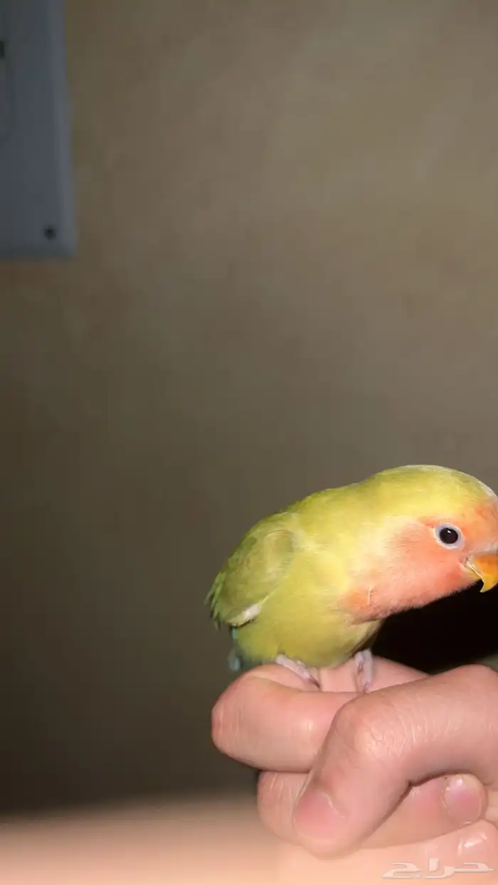 روز 0