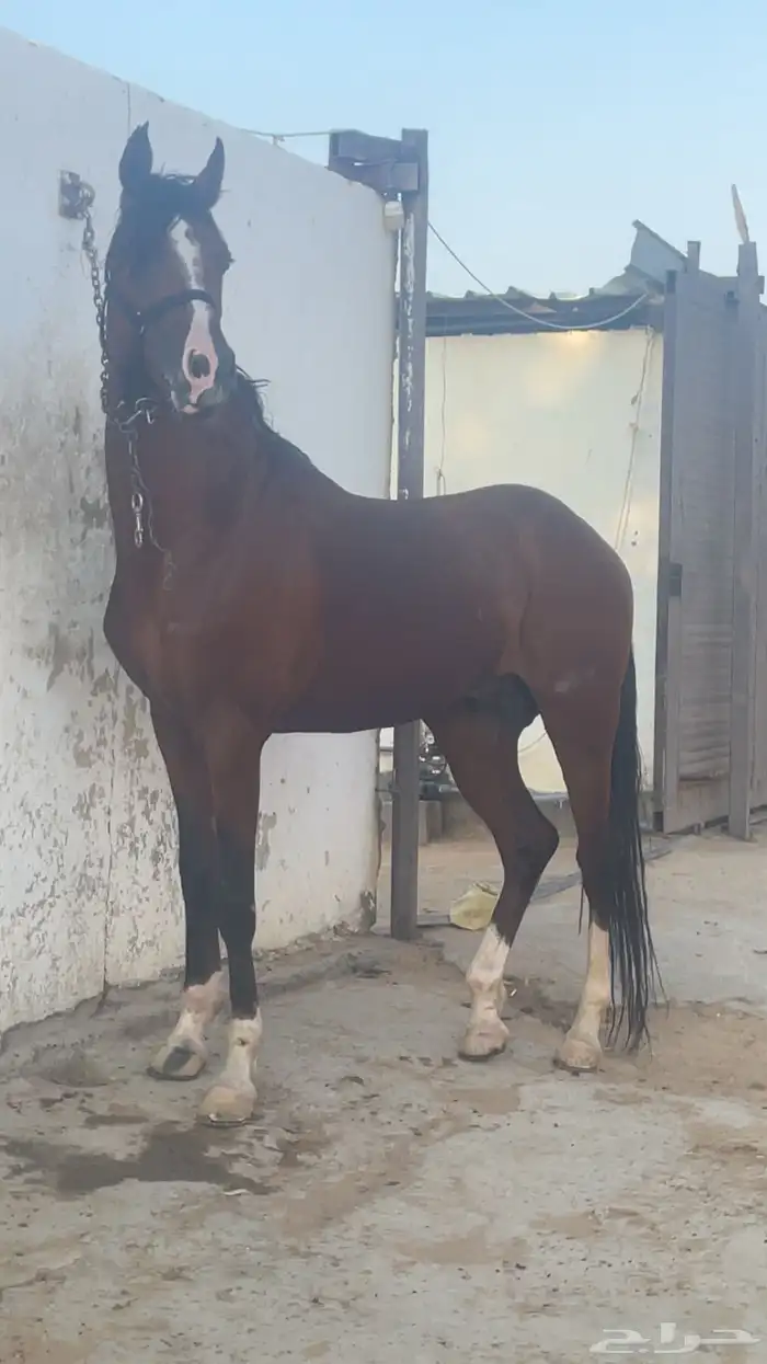 حصان شعبي 0