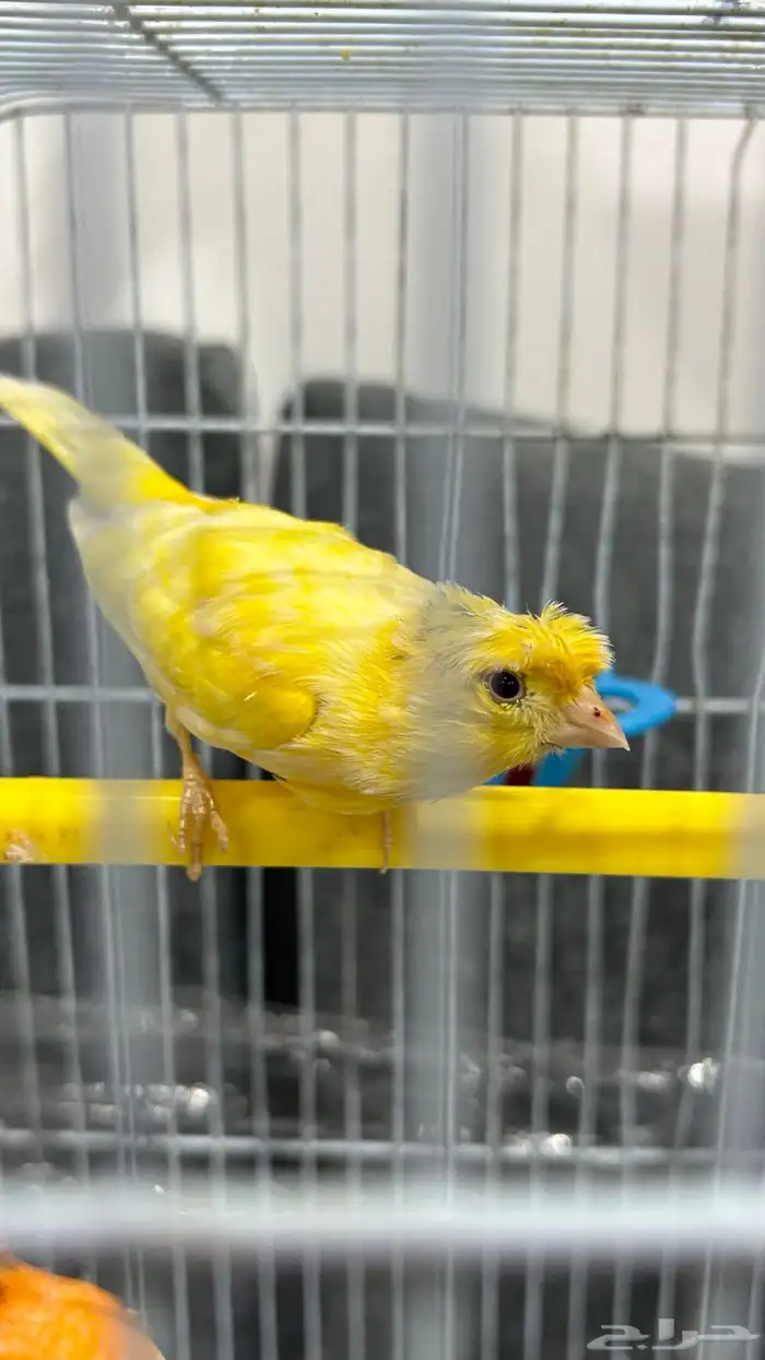 كناري للبيع 2