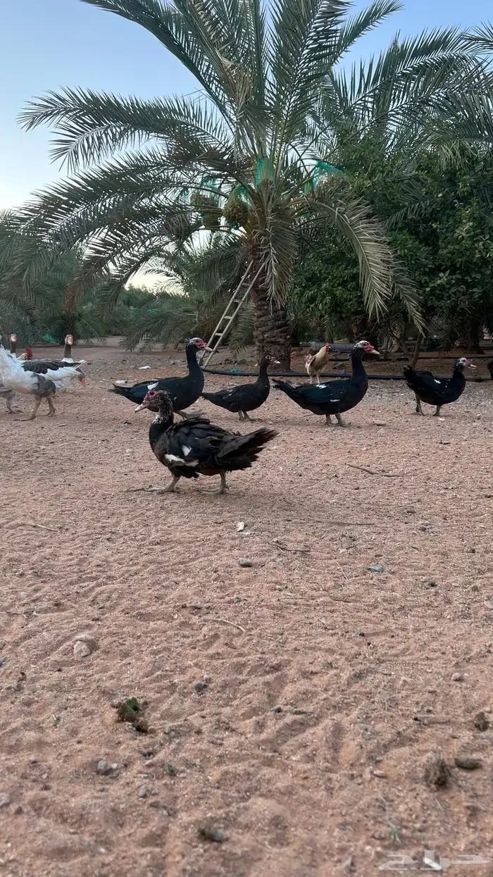 للبيع وز وبط (منتج) 3