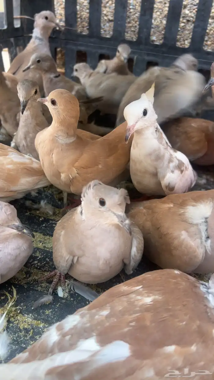 طيور الياكريم للبيع عشه واحده فيه فروخ معهن 0