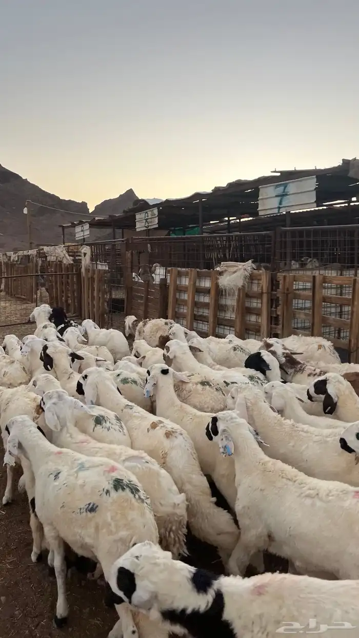 طليان بهم تربيه سواكني دمازين شبيه الحري 5
