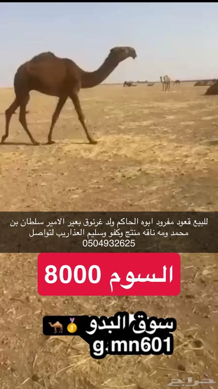 للبيع قعود كفو كفو 0