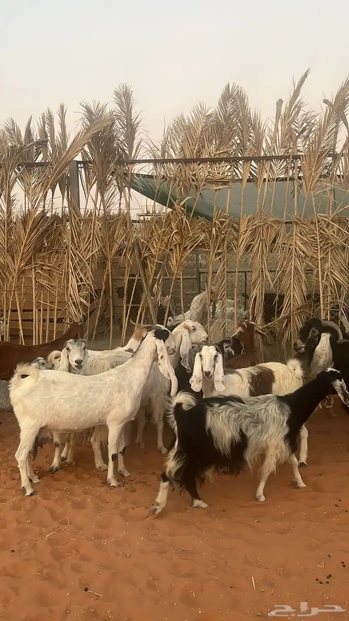 معزاء للبيع متابيع فحلها 7