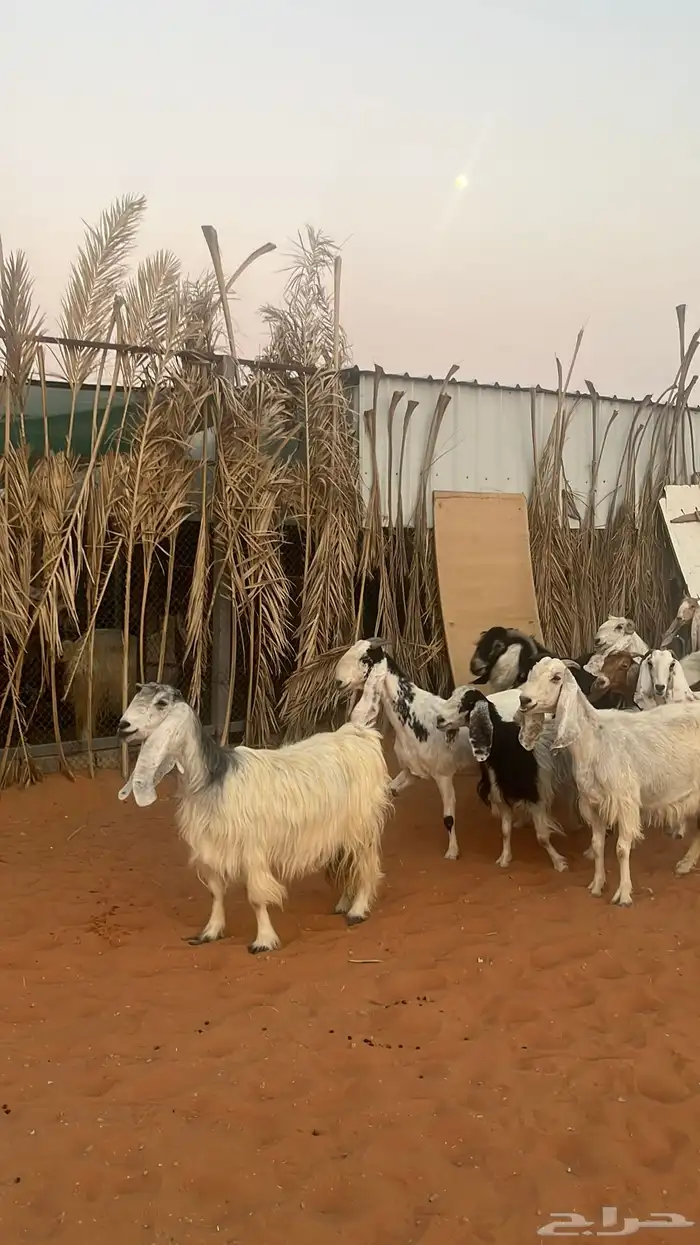 معزاء للبيع متابيع فحلها 4