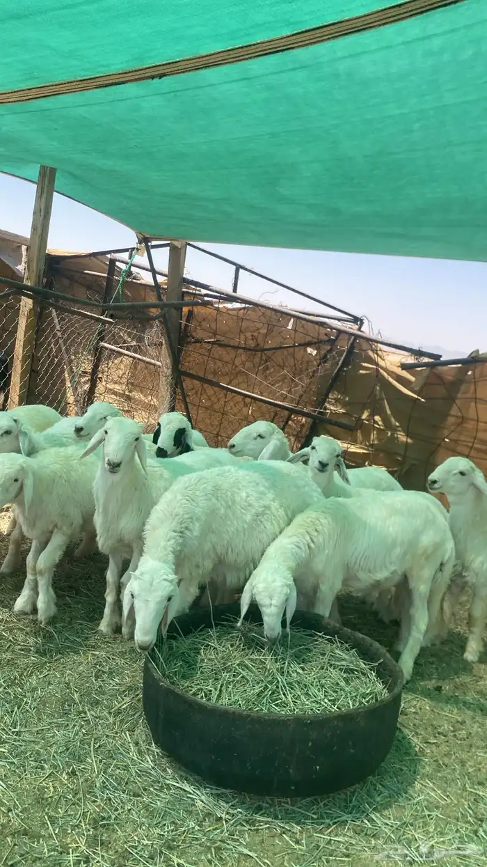 بهم حري كله خرفان 1
