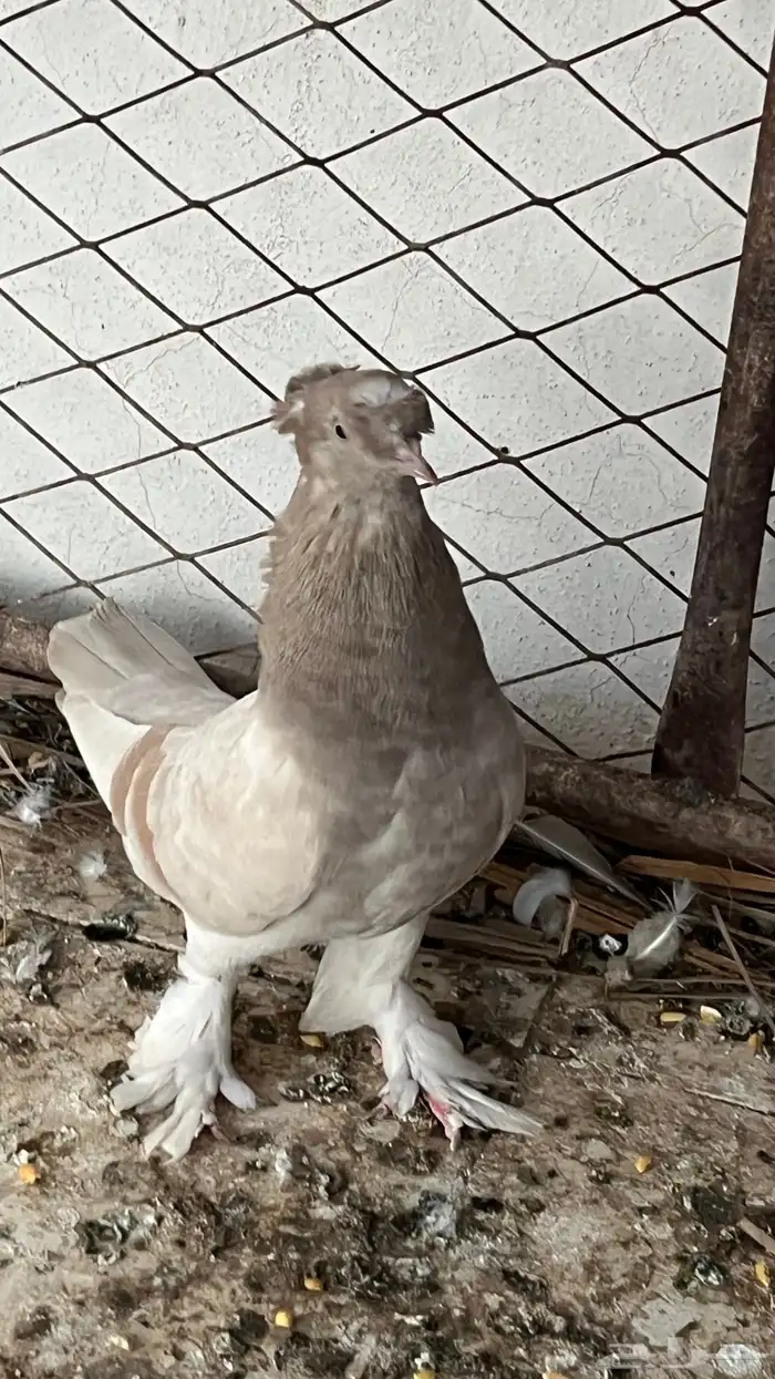 حمام تركي 0