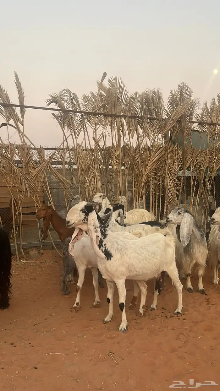 معزاء للبيع متابيع فحلها 1