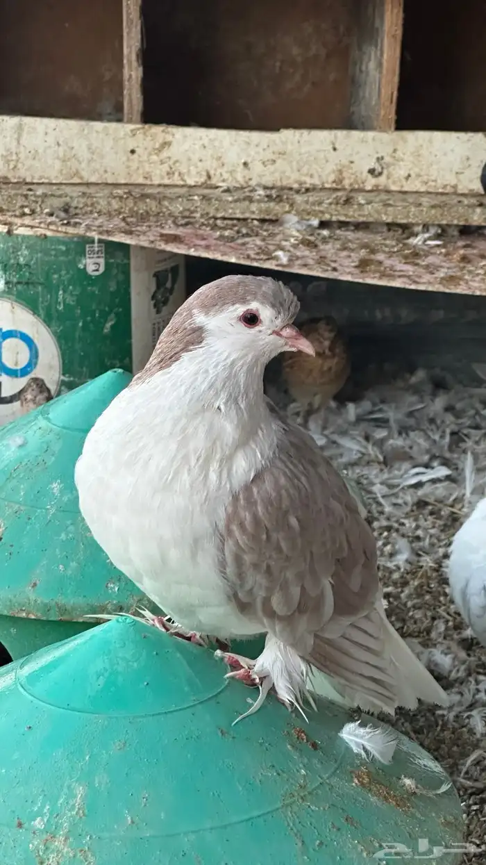 حمام للبيع زينه 5