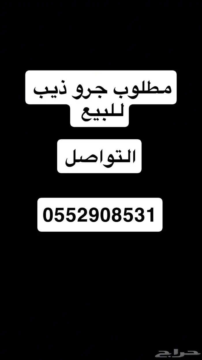 ابي جرو ذيب 0