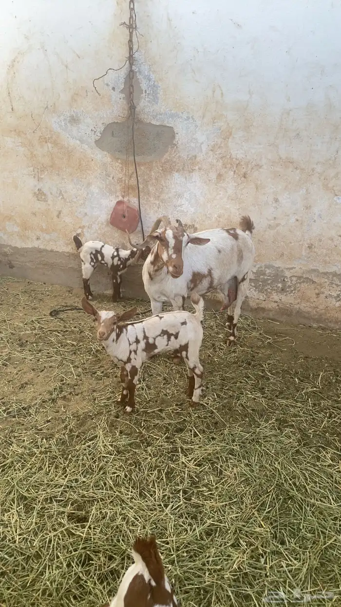 معزه ربده 0