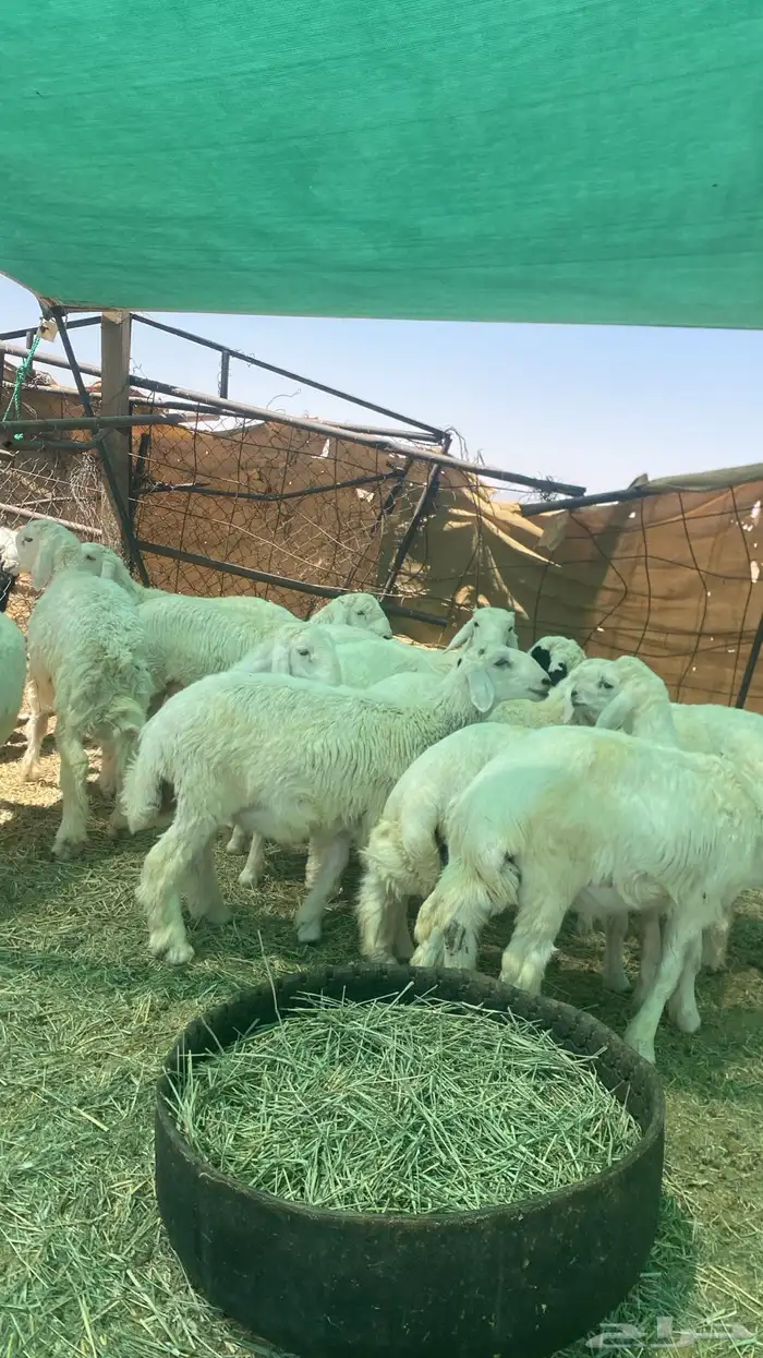 بهم حري كله خرفان 4