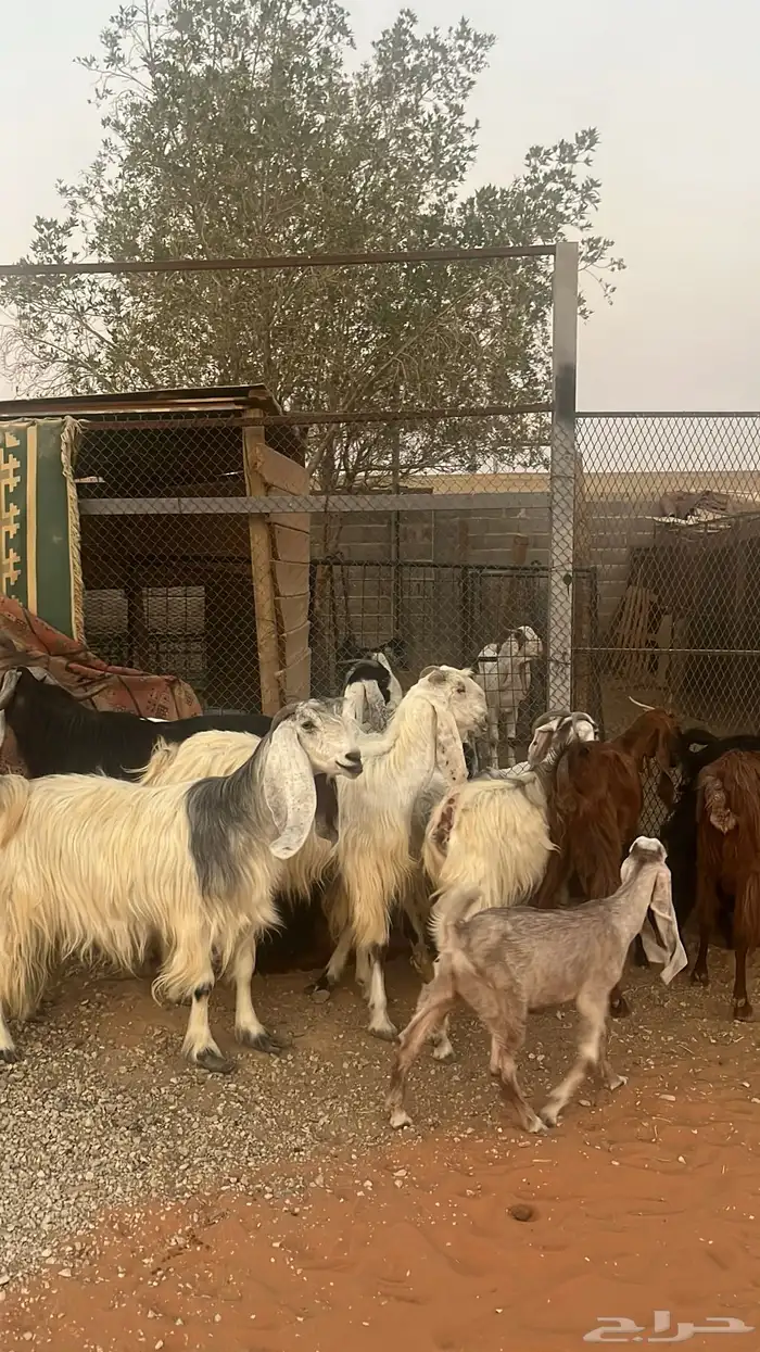 معزاء للبيع متابيع فحلها 0