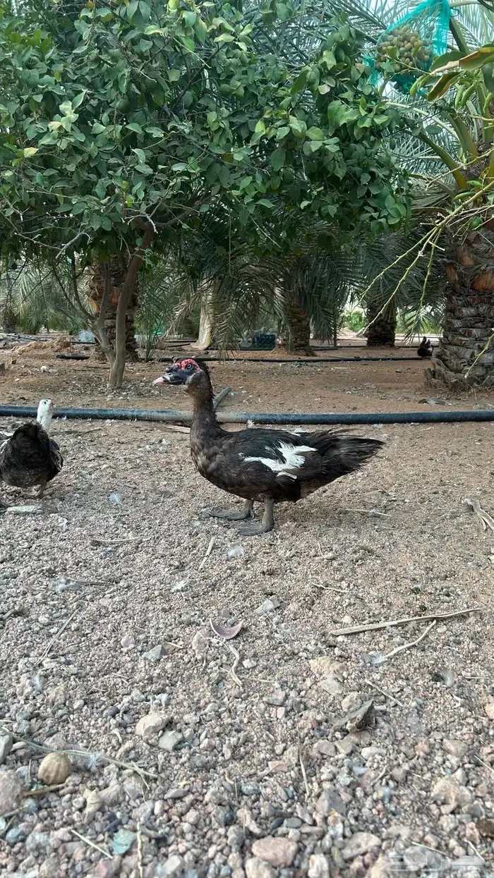 للبيع وز وبط (منتج) 4
