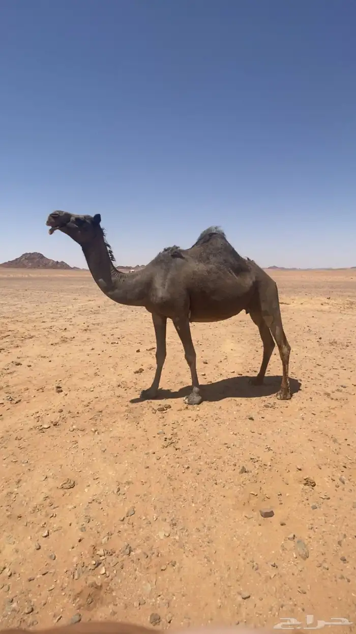 ناقه حائل مجهم على جميع الشروط 0