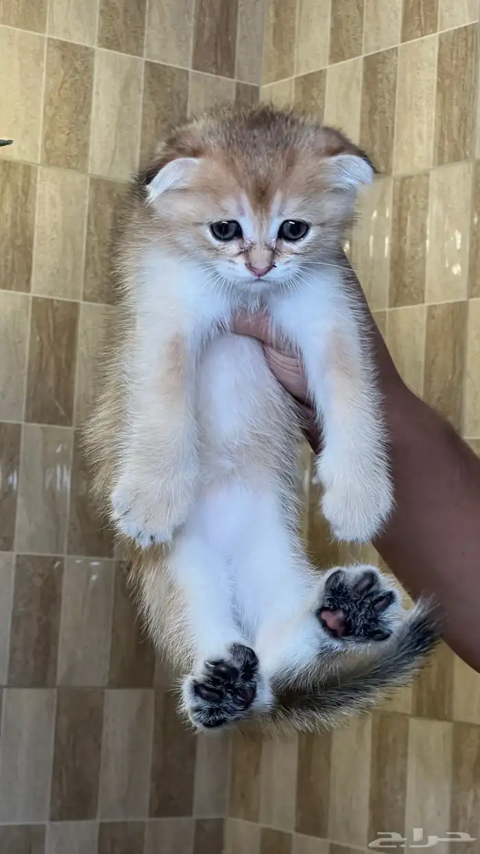 سكوتش كتن 2