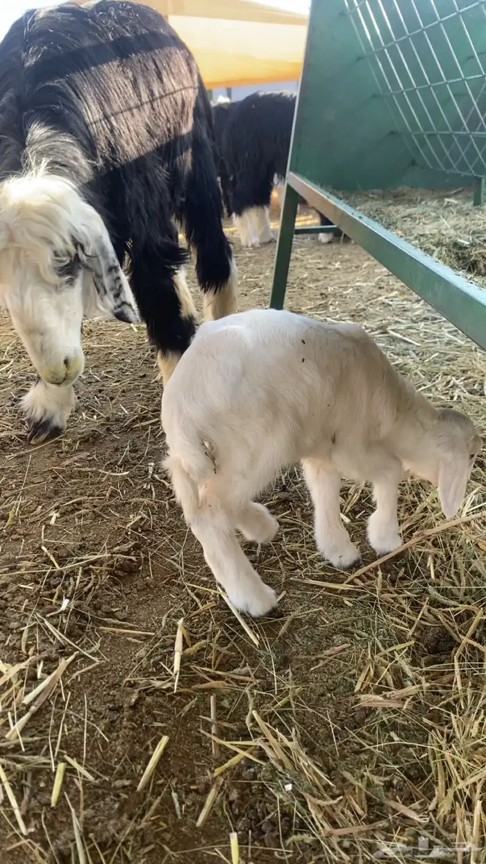 حري عمر شهر 2