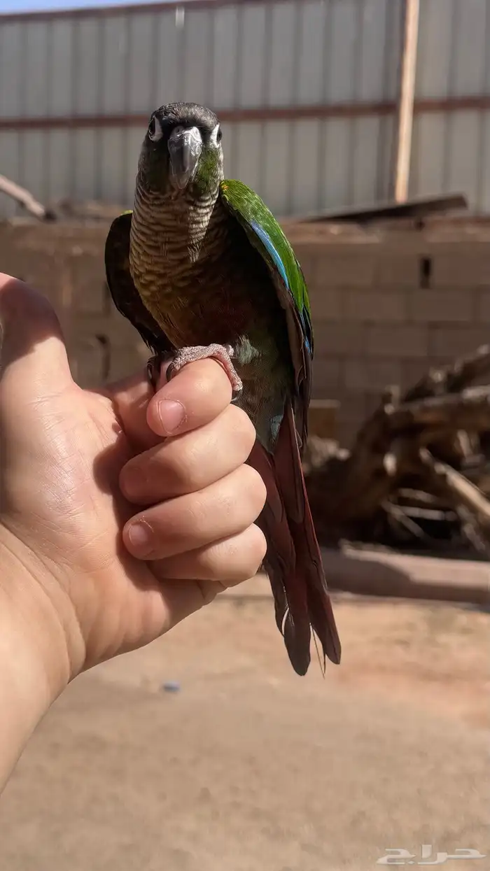 كنيور اليف 4