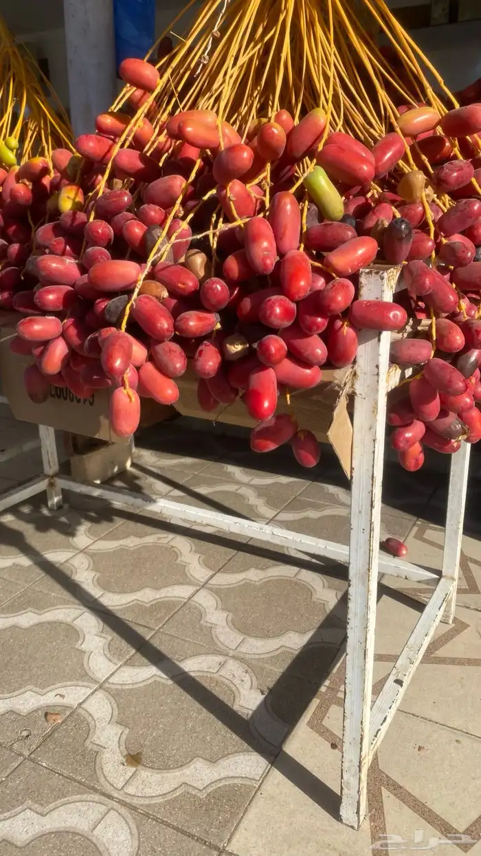 بسر او بلح قنو حلوة الجوف 0