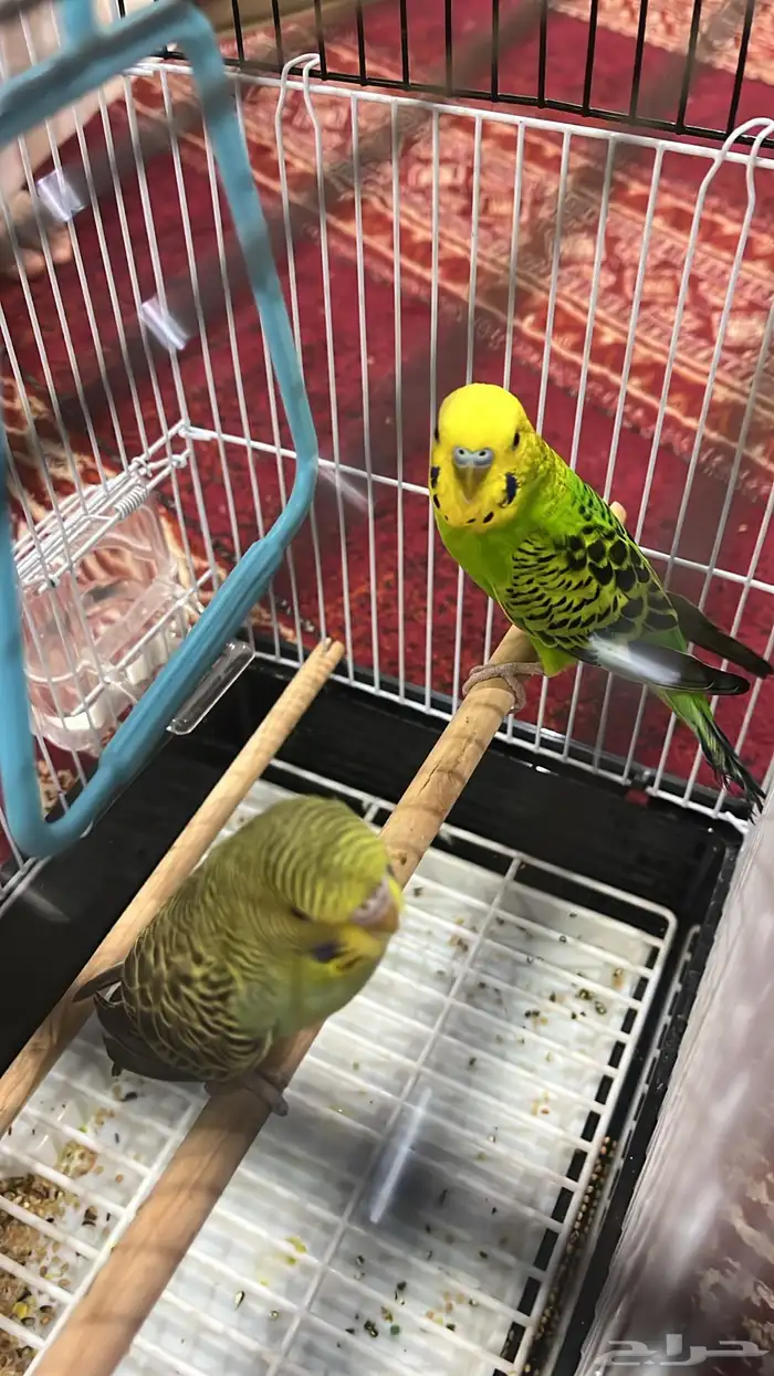 ببغاء.بادجي 3
