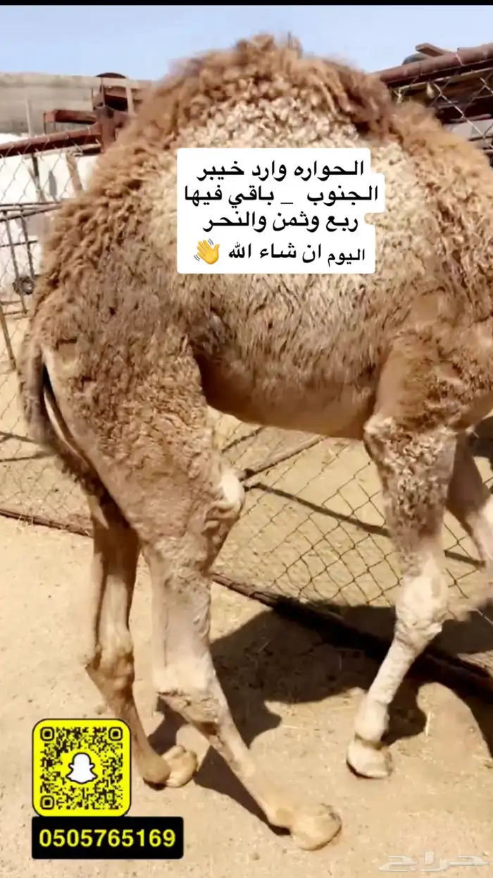 حواره لبانيه شراكه ارباع واثمان 0