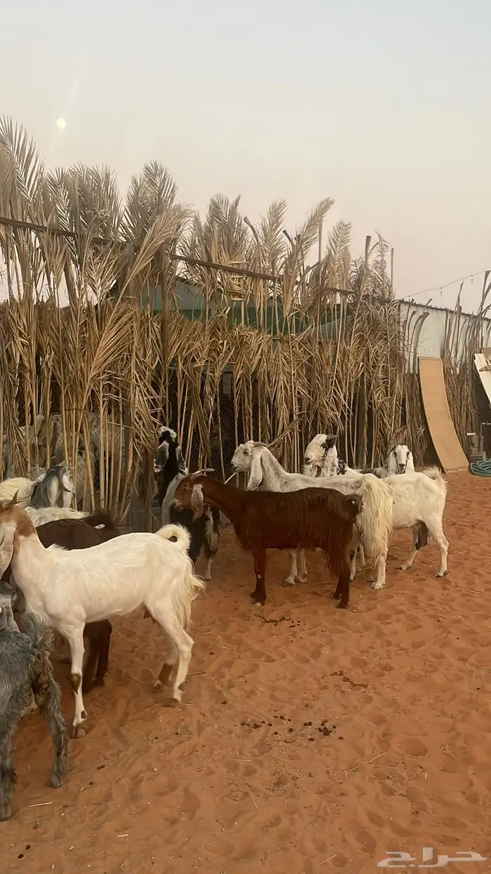 معزاء للبيع متابيع فحلها 6