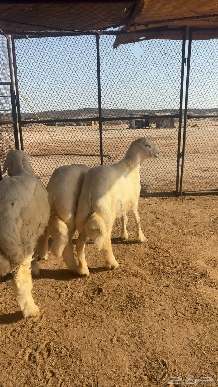 طليان 1