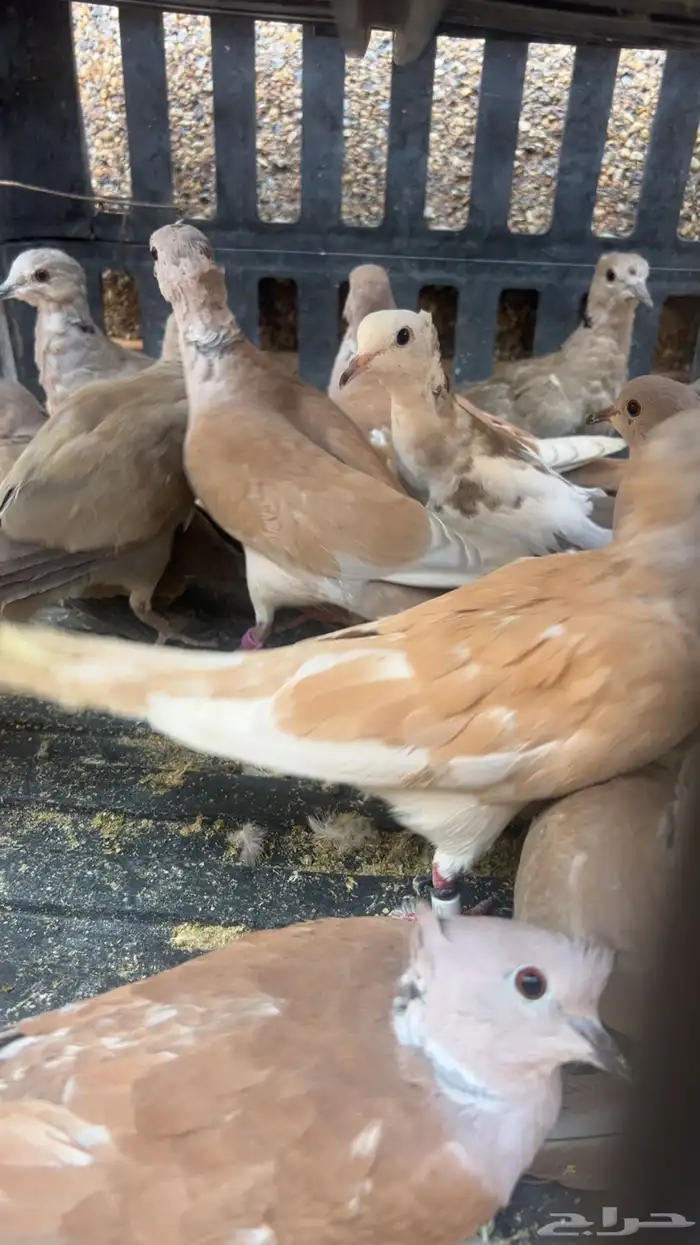طيور الياكريم للبيع عشه واحده فيه فروخ معهن 2